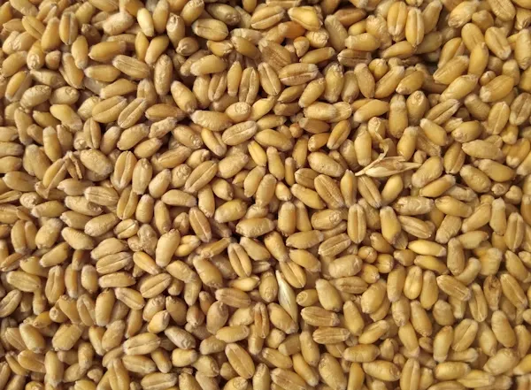 آرد مخصوص سوهان